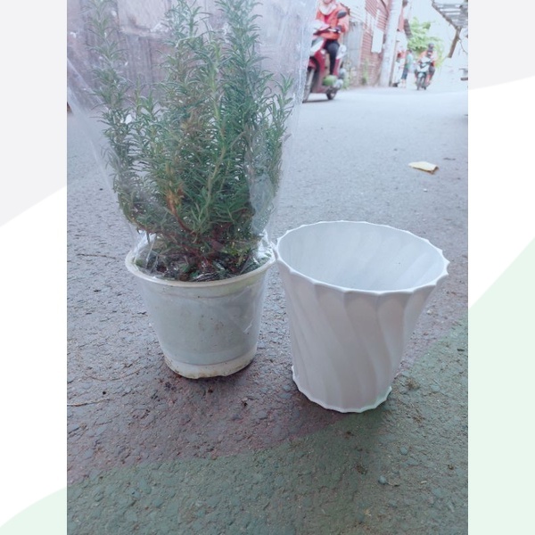 Cây Hương Thảo Kèm Chậu Nhựa