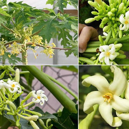 "gói 10 "hạt giống cây đu đủ đực