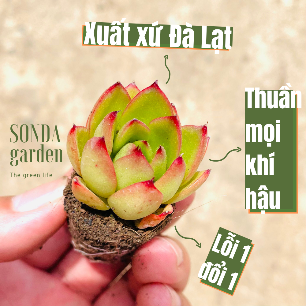 Sen đá viền lửa size mini, lỗi 1 đổi 1