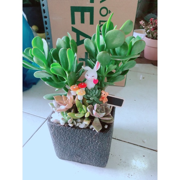Chậu Cây Ngọc Bích Tiểu Cảnh