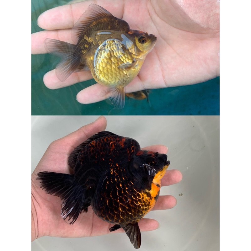 Thức ăn cá vàng (Cám Nhật Phong dành cho cá vàng Goldfish) gói 1kg