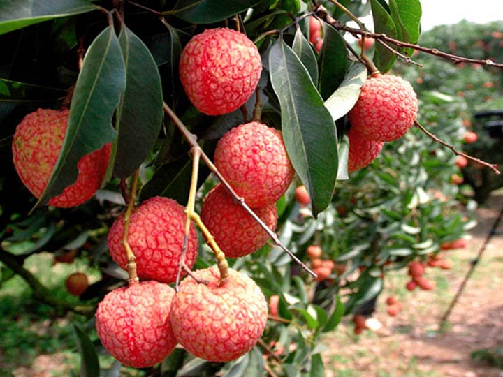 CÂY GIỐNG VẢI THIỀU HẠT LÉP