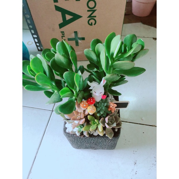 Chậu Cây Ngọc Bích Tiểu Cảnh