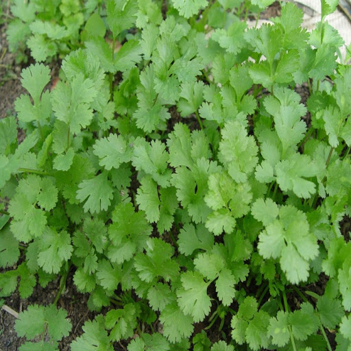 Hạt Giống Ngò Rí Rau Mùi (20gr)