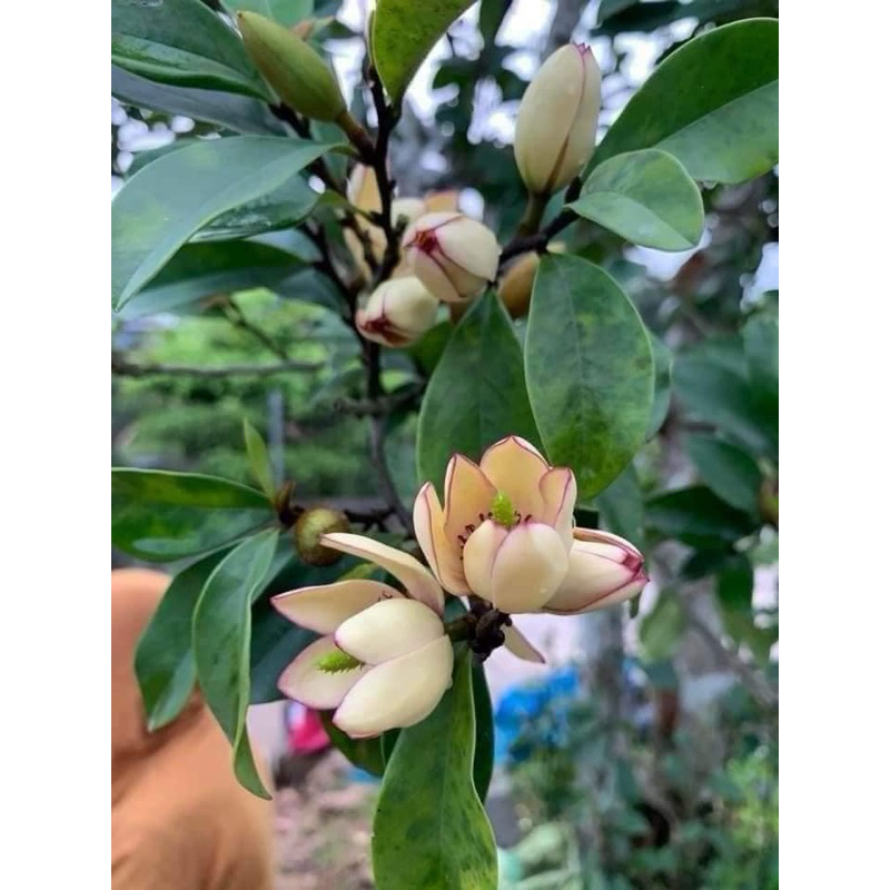 Cây lan tiêu bầu bát ( ảnh thật)