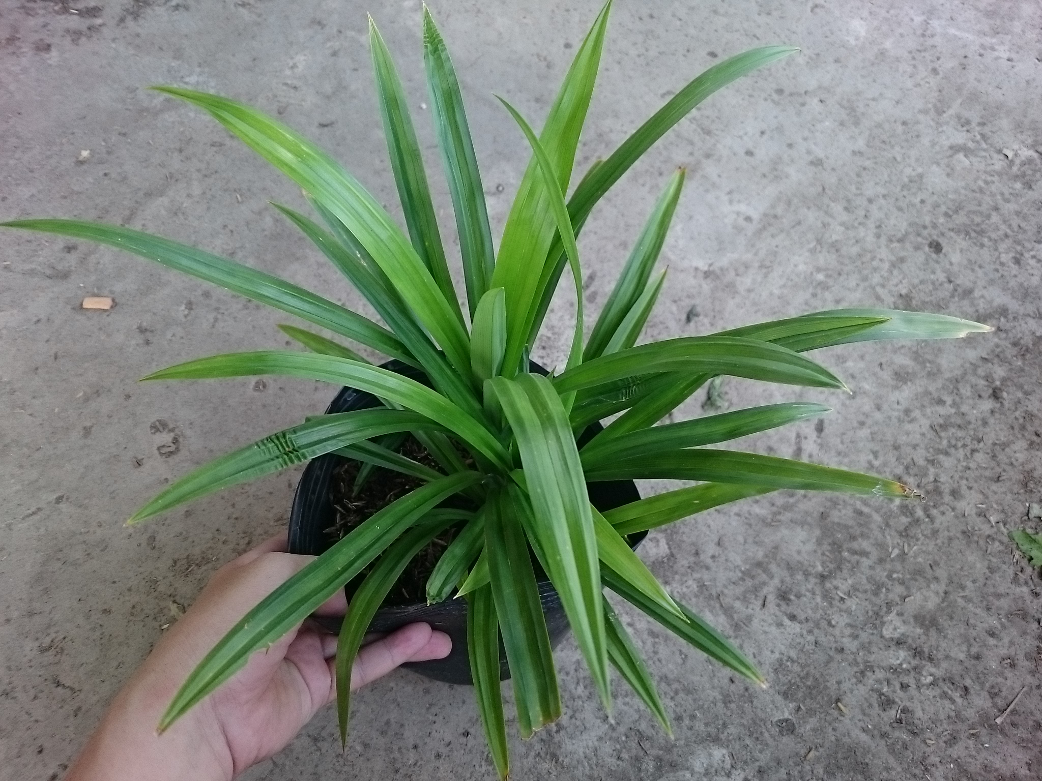 Cây Lá Dứa ( Cây Lá Nếp ) - cây cảnh sân vườn