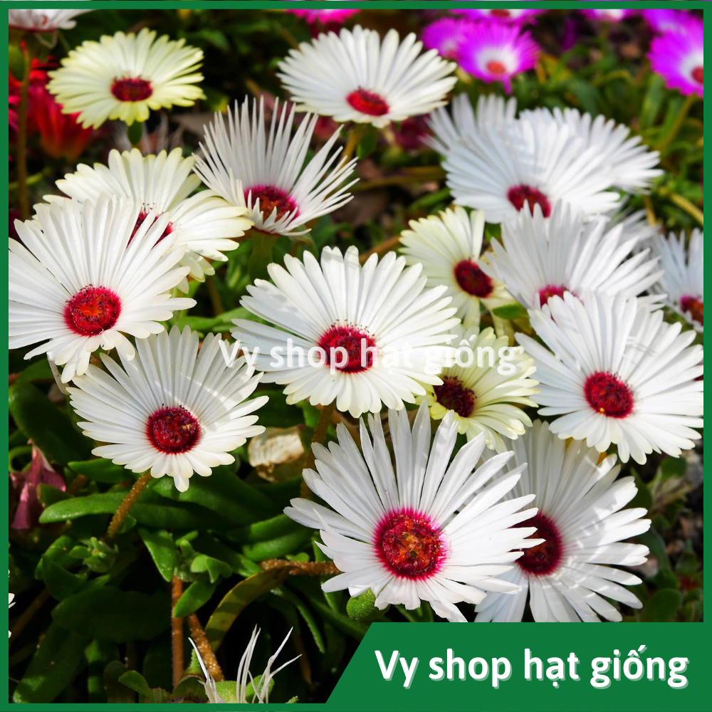 Hạt giống hoa mười giờ châu phi (Mesembryanthemum) gói 300 hạt mix màu