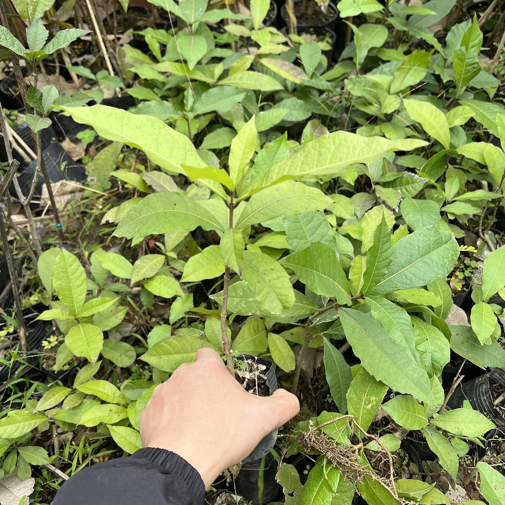 Cây mai xanh thái giống cao 10cm (ảnh thật số 2).