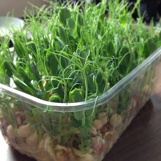 Hạt Giống Mầm Đậu Hà Lan (50gr)