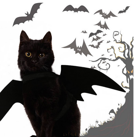 fancy cat accessories