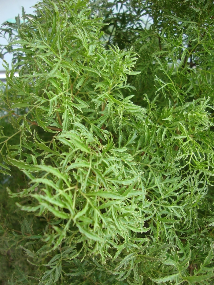 Cây Đinh lăng ta lá nếp - cây giống