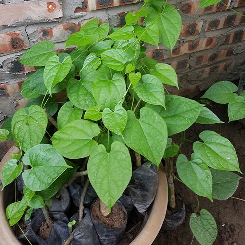 Bầu cây giống dây đau xương