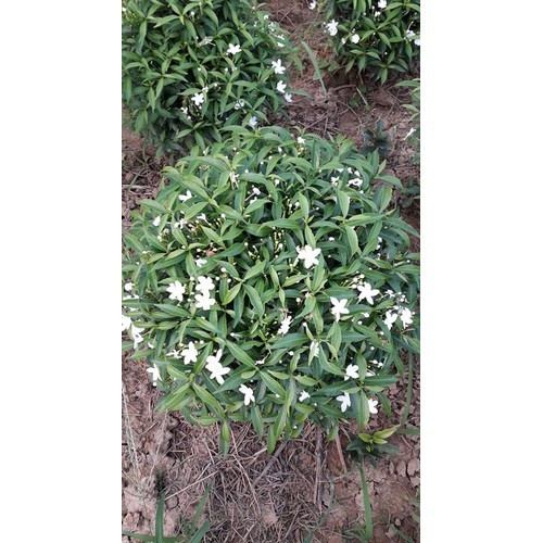 Bầu cây hoa mai vạn phúc size lớn