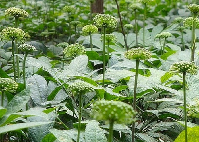500g nụ tấm hoa tam thất