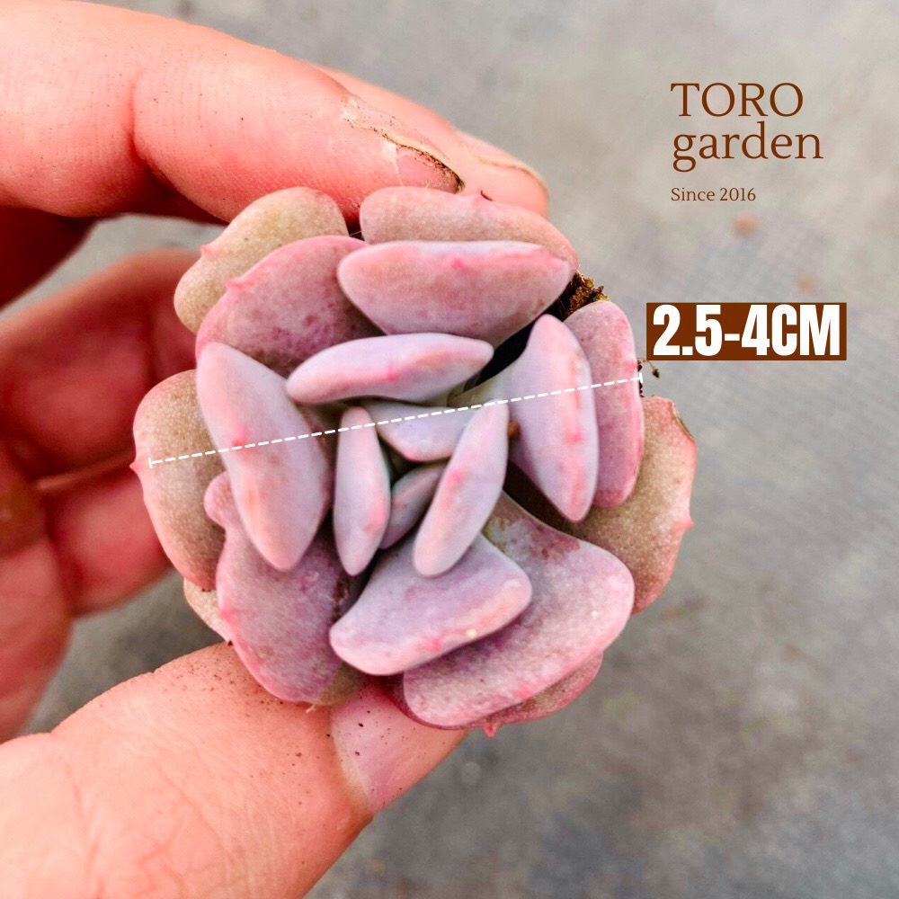 SEN ĐÁ CÚC TÍM SIZE MINI LỖI 1 ĐỔI 1
