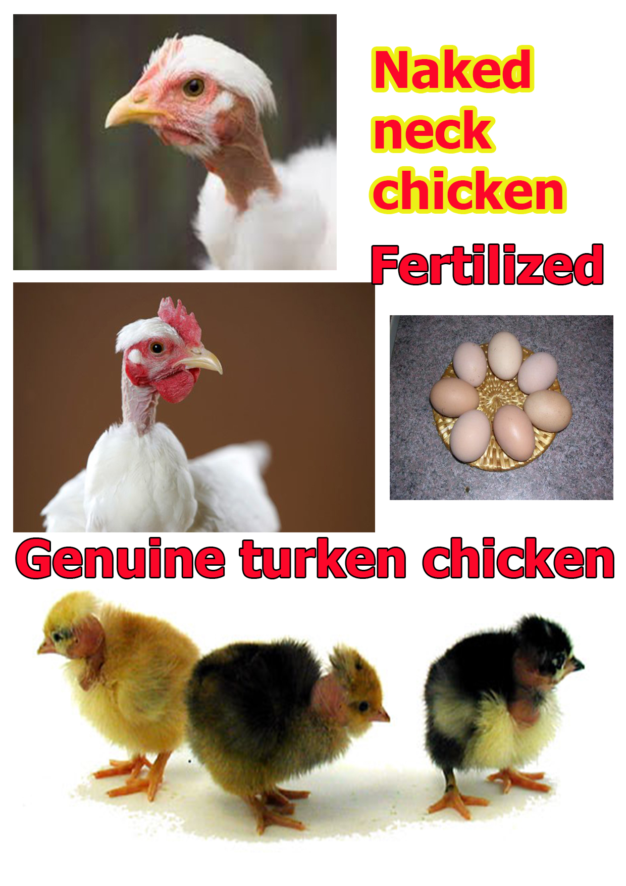 1 Naked neck chicken egg. (Turken chicken) 94 hatching eggs. turken 