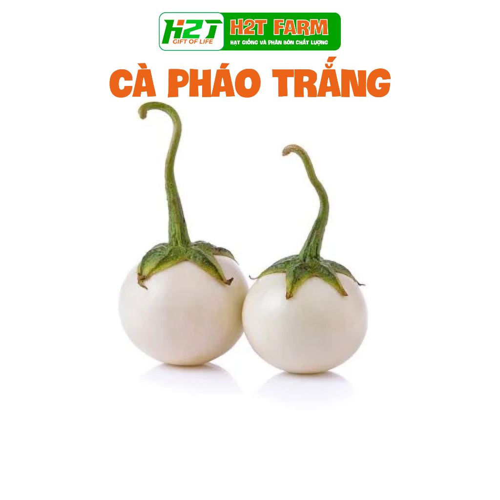 Hạt giống cà pháo trắng - h2t farm