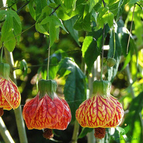 Cây hoa đèn lồng Abutilon pictum