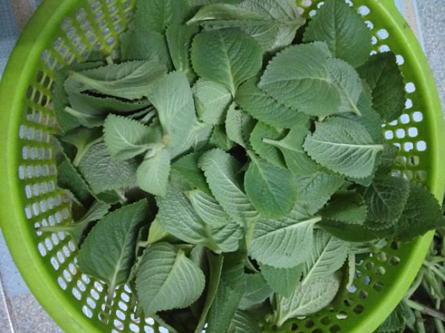 100gr lá húng chanh tươi sạch - cây nhà trồng
