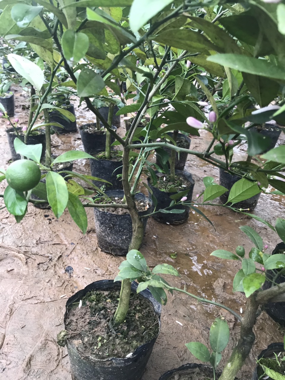 Chanh tứ quý sẵn quả, cây to đẹp