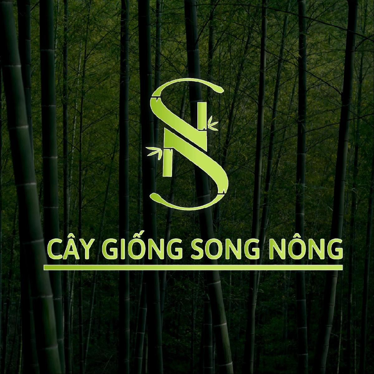 cây thủy trúc - cây trồng thủy sinh bán cạn