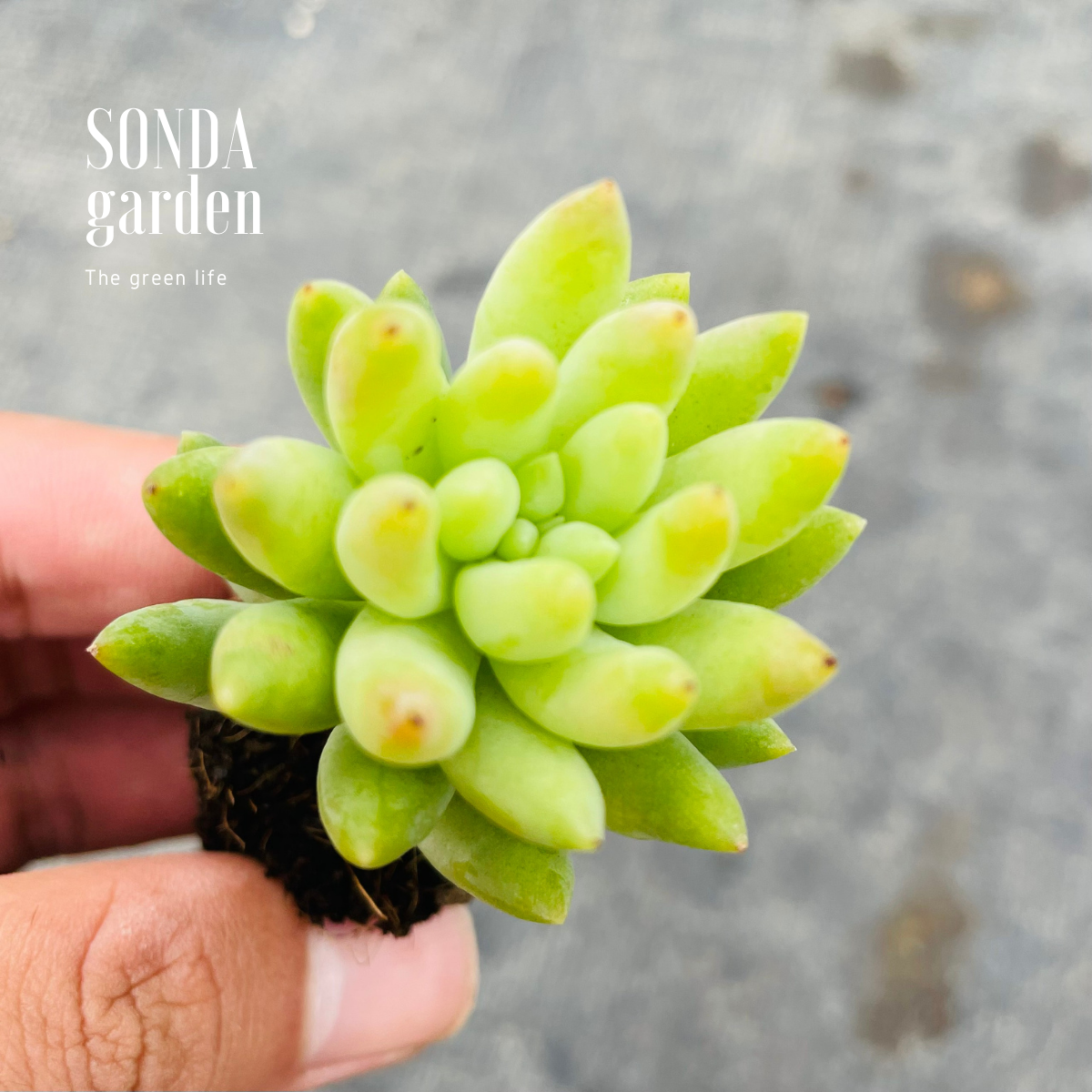 SEN ĐÁ CHUỖI NGỌC ĐỨNG SIZE MINI ĐÀ LẠT LỖI 1 ĐỔI 1
