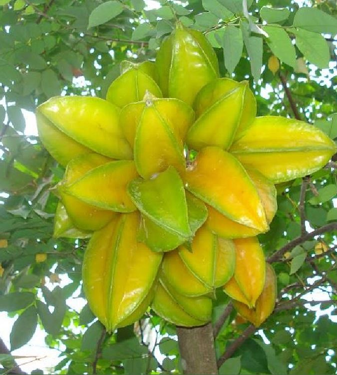 Hạt giống cây khế ngọt - Gói 5 hạt