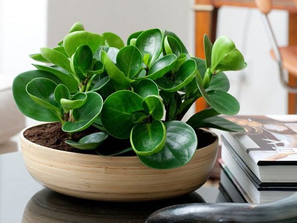 cây trường sinh - cây phong thủy mini để bàn