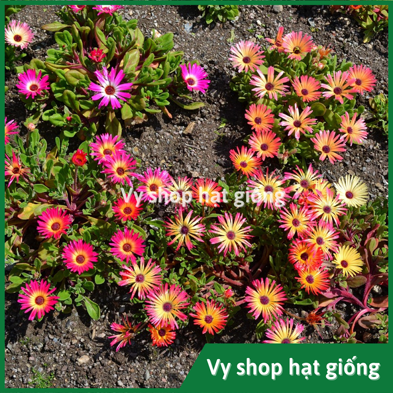Hạt giống hoa mười giờ châu phi (Mesembryanthemum) gói 300 hạt mix màu