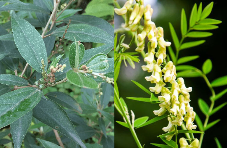 cây khổ sâm cho lá (Khổ sâm Bắc Bộ, Cây cù đèn)- cây giống
