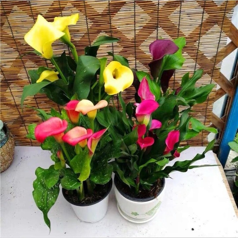 Củ hoa rum nhập Thái giá sỉ(set 5 củ to) - Giống Hoa Nhập Khẩu