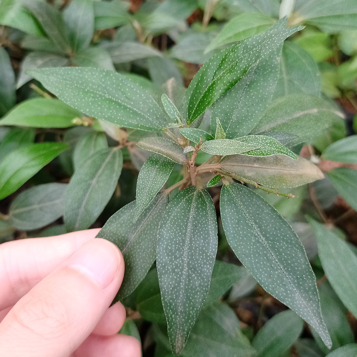 Khổ sâm cho lá chuẩn hàng
