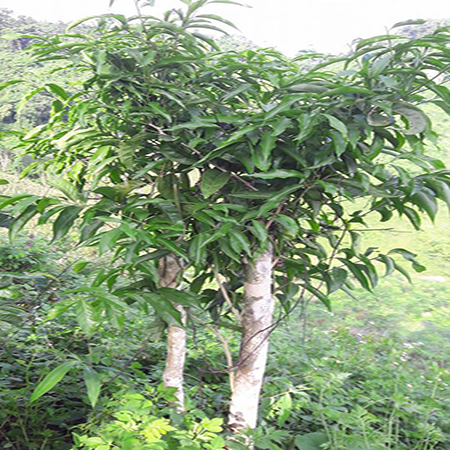Cây rau Sắng (rau Ngót rừng)- cây giống