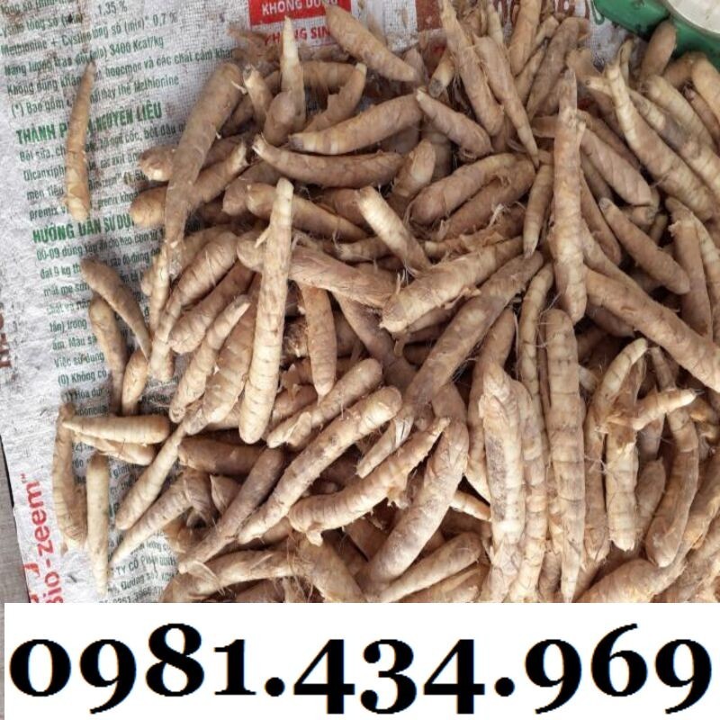 Củ Bình Tinh (Dong Đao, Dong Tróc, Mì Tinh) 01KG Chuẩn Chất