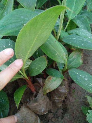 Cây Chuối Đỏ Dacca