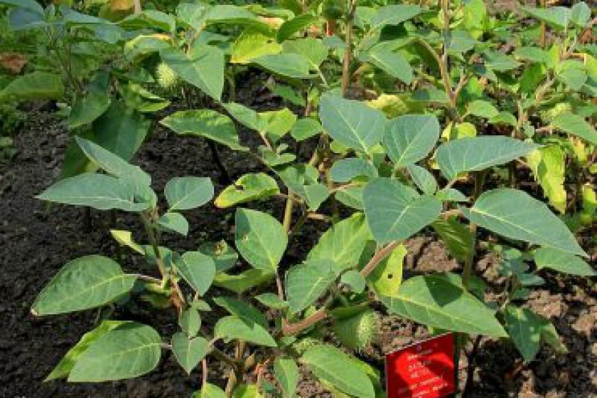Hạt cà độc dược - 100gr