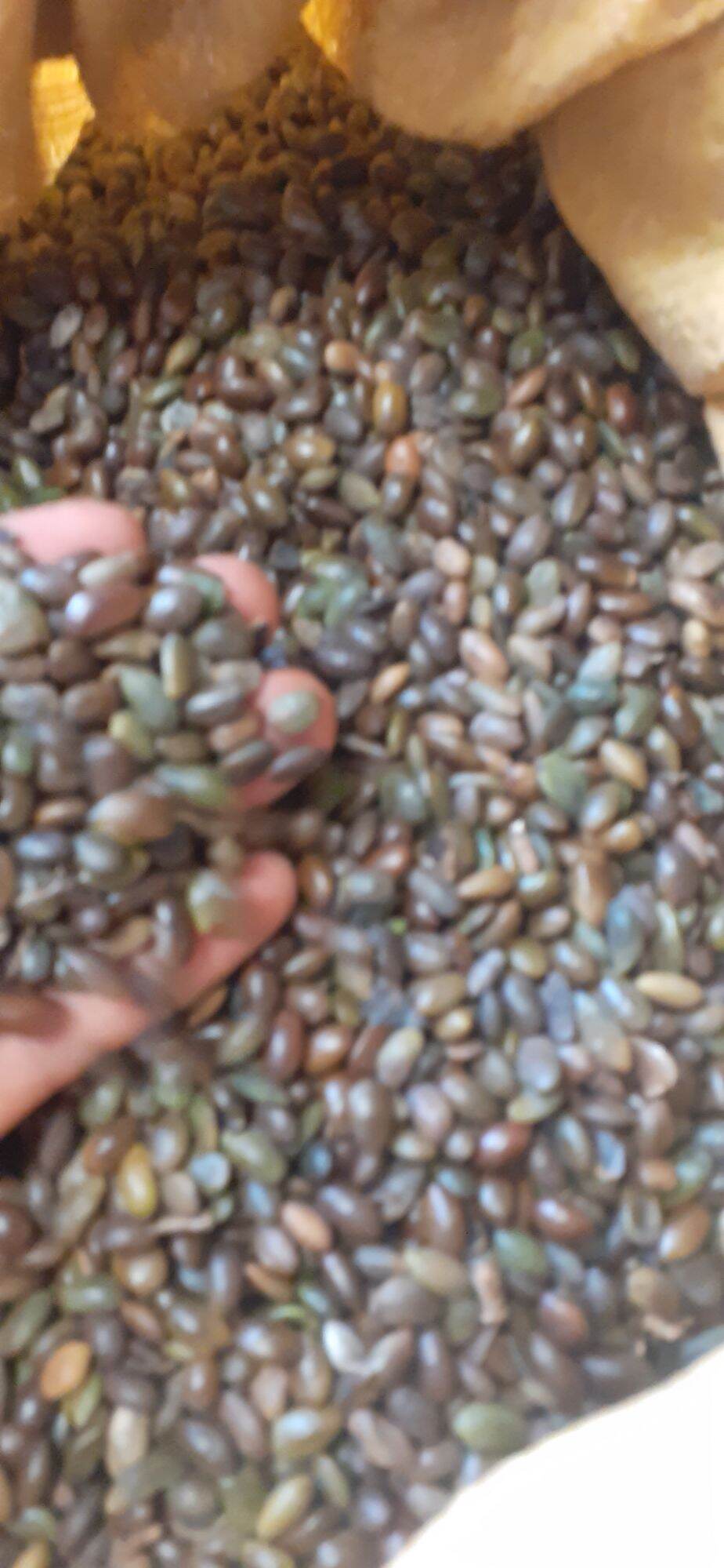 200 gram hạt giống bồ kết