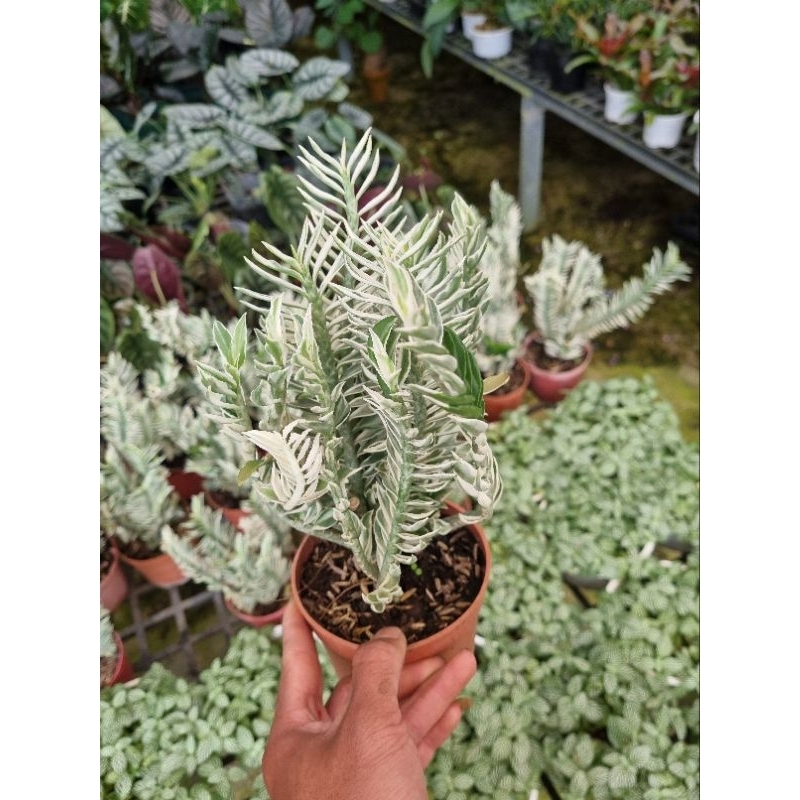 Cây hồng tước var - cây chân rết