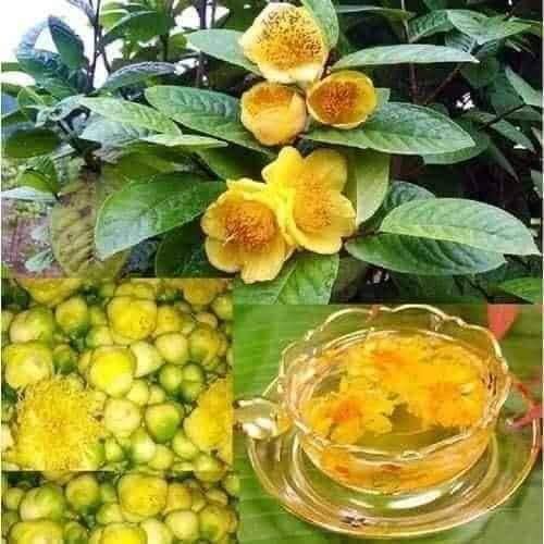CÂY GIỐNG CHÈ HOA VÀNG-TRÀ HOA  VÀNG