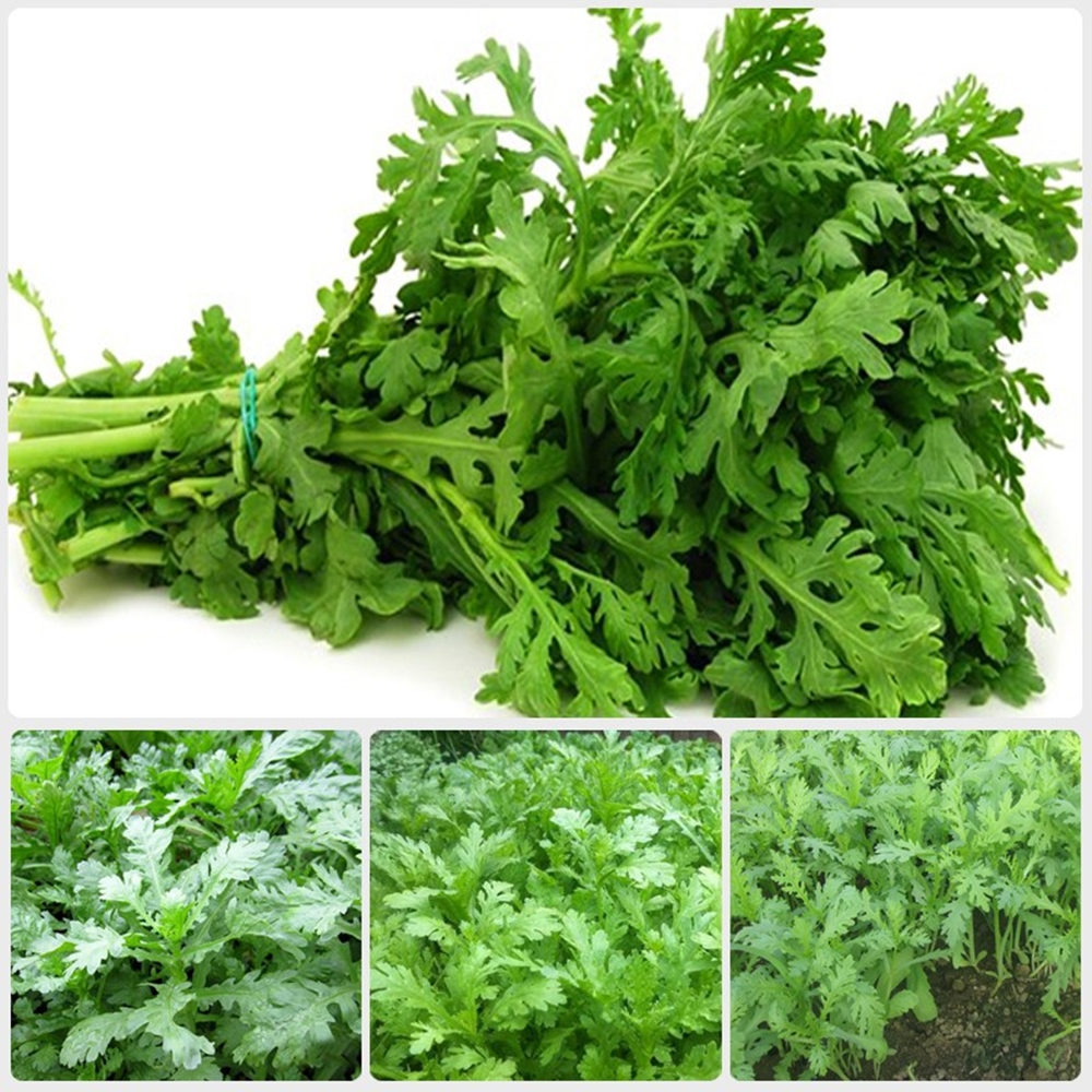 Hạt giống Tần Ô Phú Nông - 20g