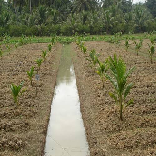 COMBO 4 CÂY DỪA SÁP GIỐNG ĐẶC RUỘT