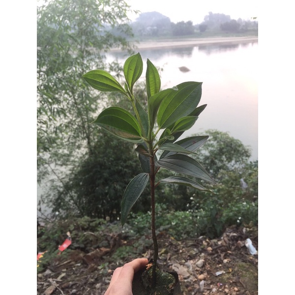 Cây giống hoa mua Úc - giống mới