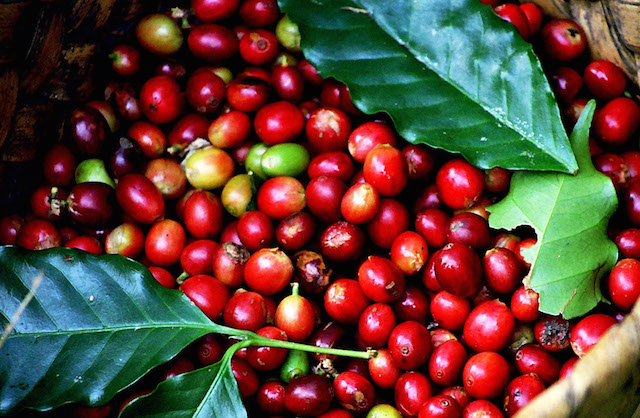 Cà Phê Rang Xay Nguyên Chất Robusta E-sky Coffee Cafe Pha Phin Pha Máy Cold Brew 250g-500g
