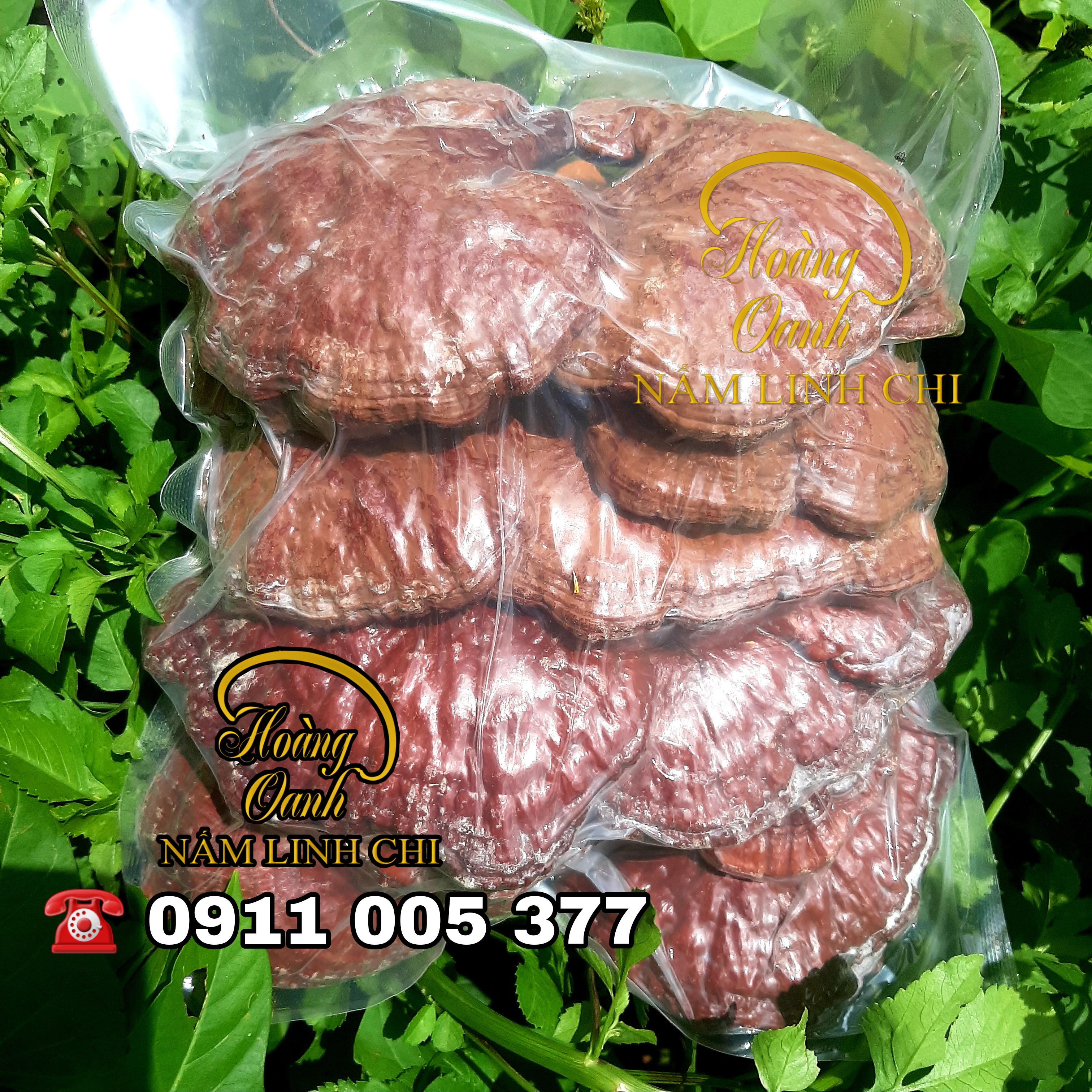 Nấm Linh Chi Đỏ 500g - HỒNG CHI NHẬT BẢN (Hồng Chi giống Nhật Bản trồng tại Việt Nam)