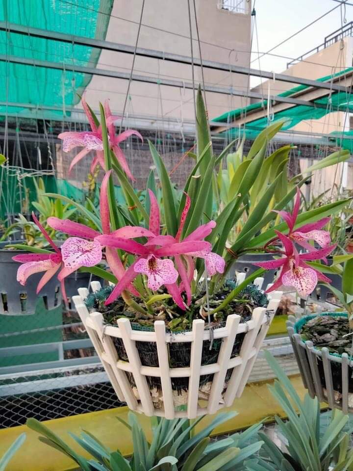 Hoa lan brass Ruby cây giống Cao 7-12Cm