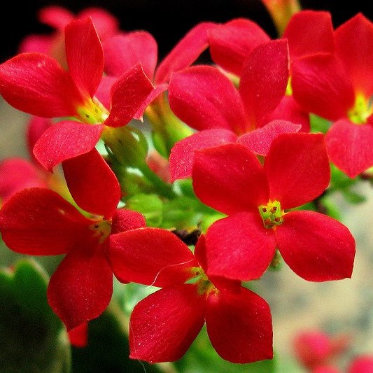 SỐNG ĐỜI  HOA ĐỎ