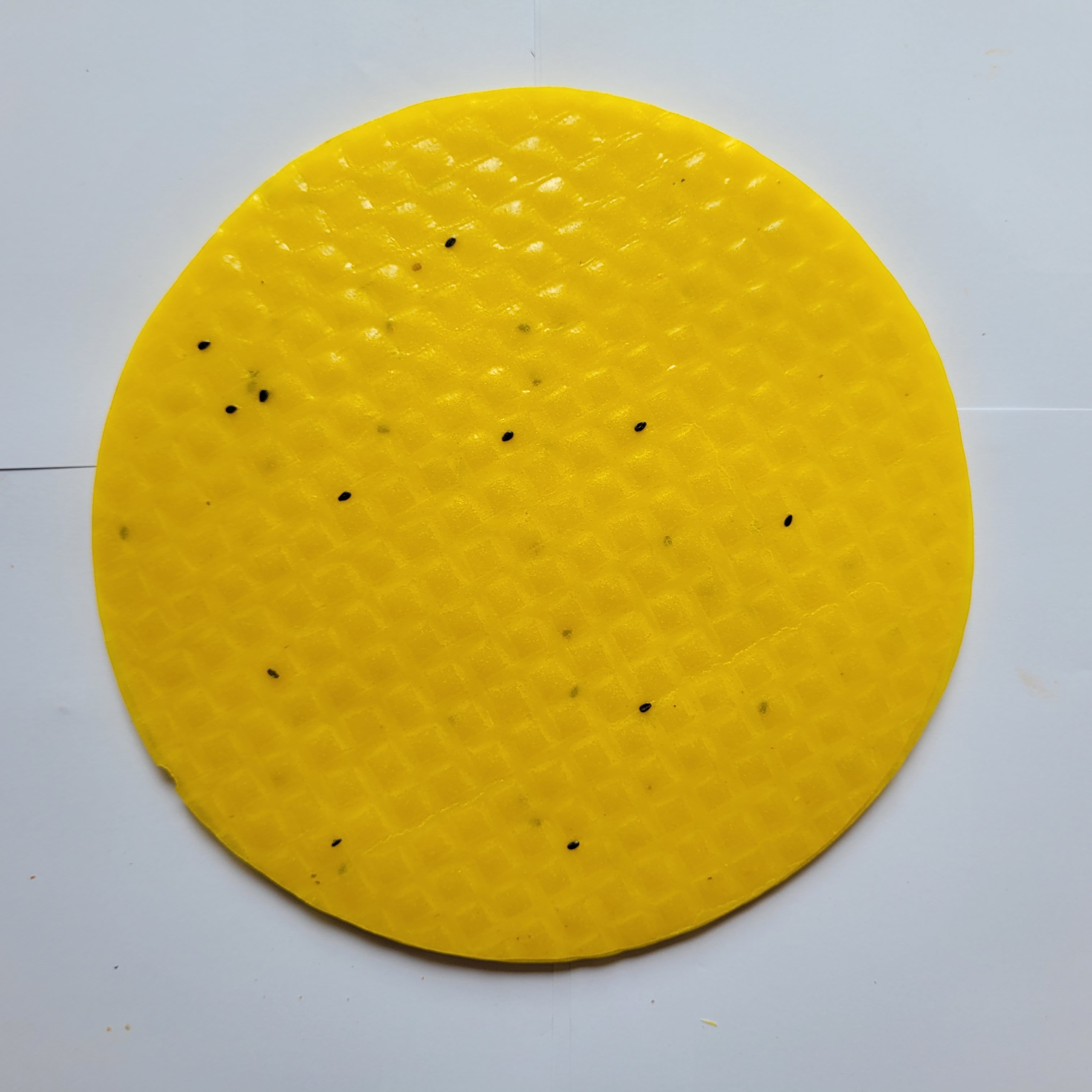 Túi 1KG Bánh tráng nướng mè vàng dùng làm bánh tráng nướng