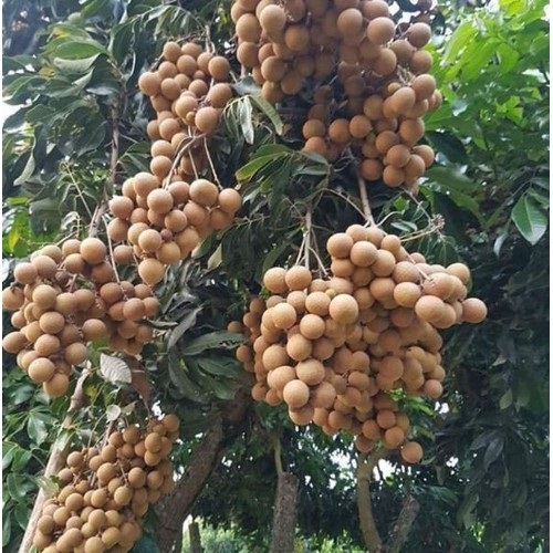 cây giống nhãn thái ido miền nam
