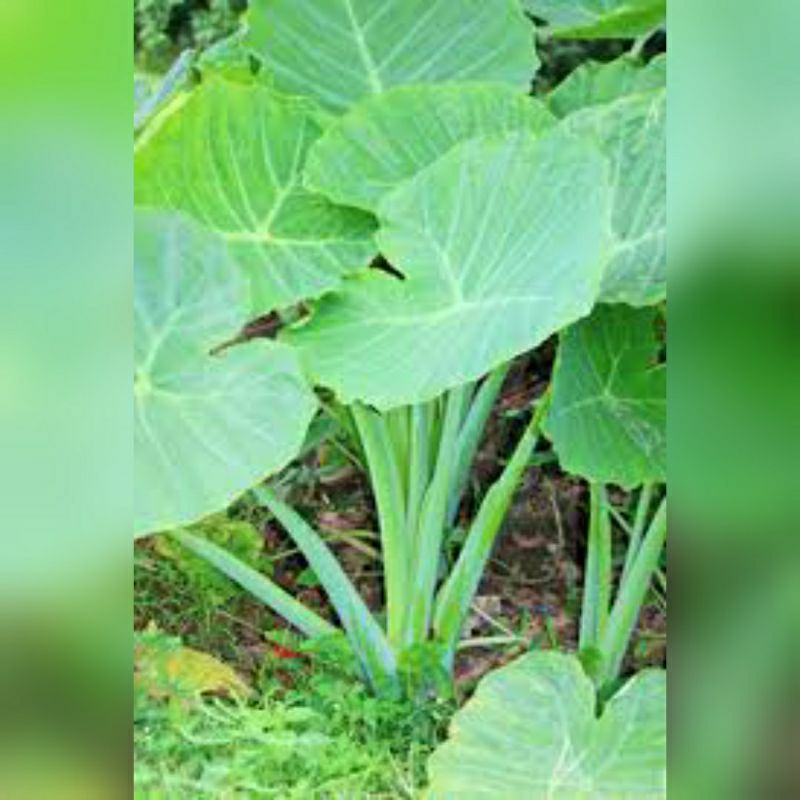 Cây giống Bạc Hà ( Dọc mùng ) #bạchà #bacha #dọcmùng #docmung #caygiongbacha #câygiốngbạchà