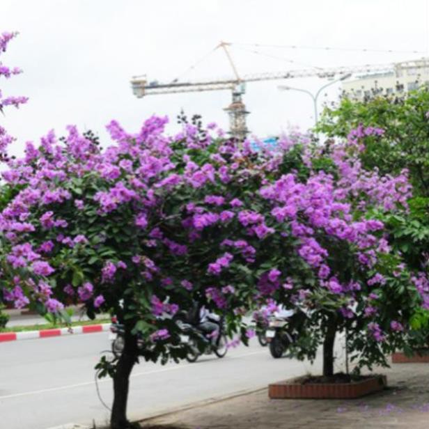 Cây Bằng Lăng Thái - cây cảnh sân vườn